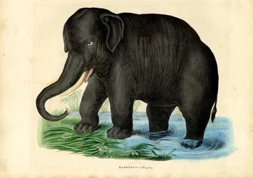 Asiatischer Elefant, 1863-79